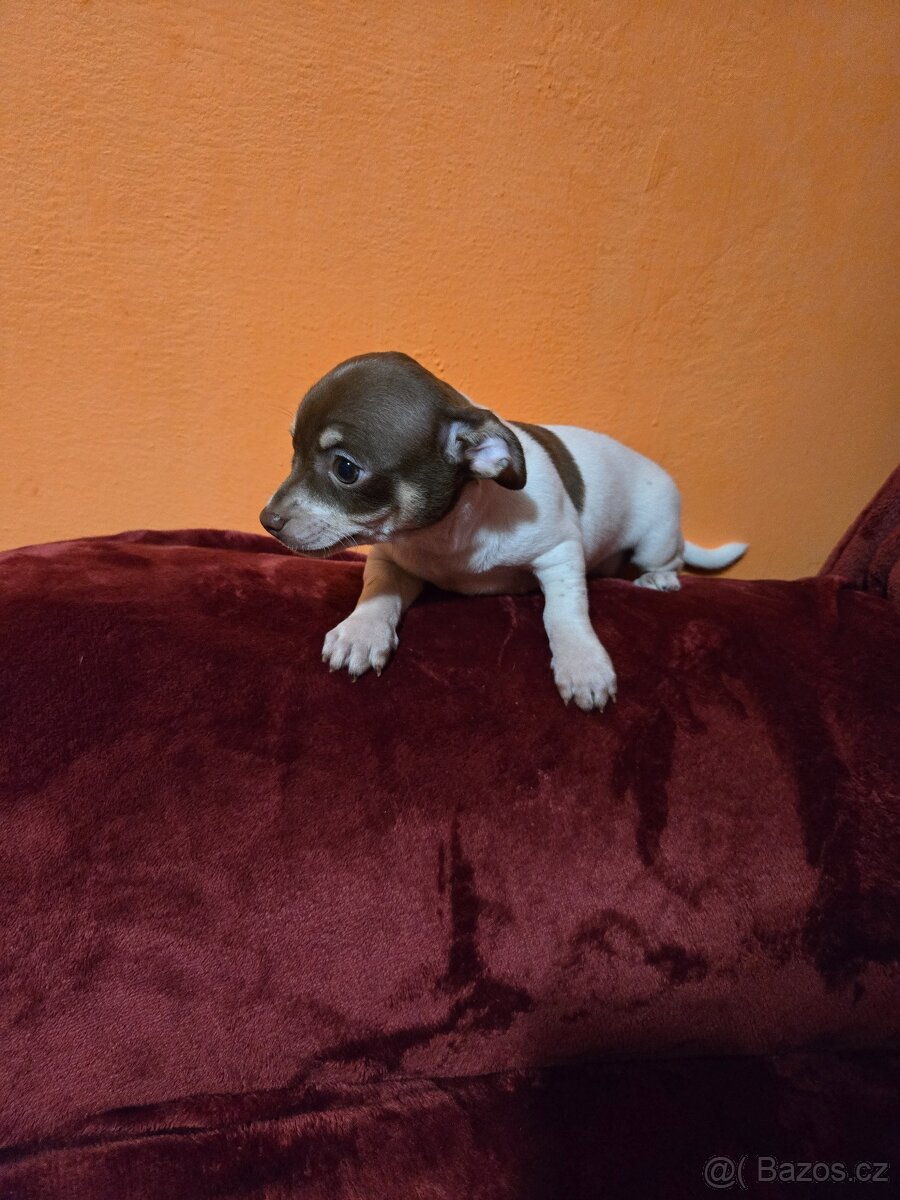 ČIVAVA KRÁTKOSRSTÁ chlapeček - 2