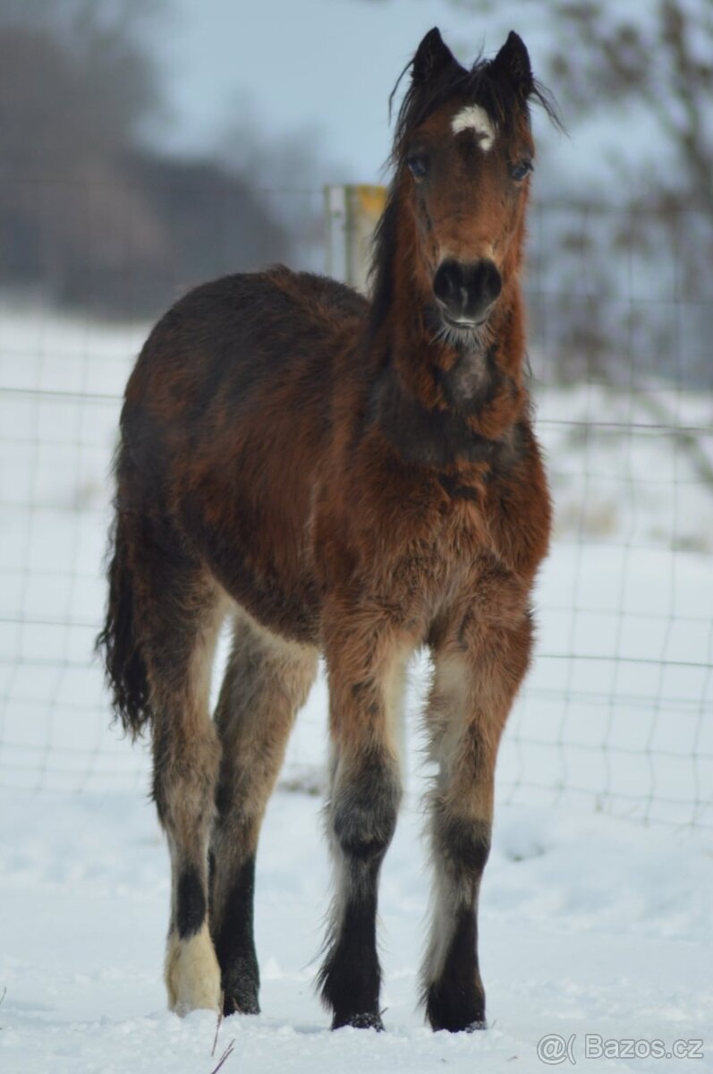 Welsh cob - kobylka - 2