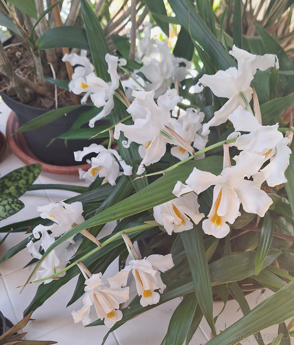 Coelogyne cristata - 2