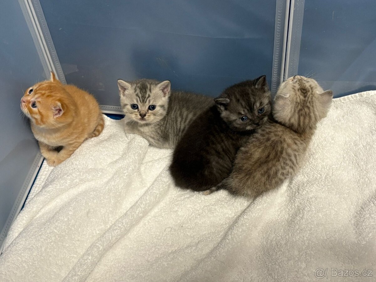 Koťátka - 2