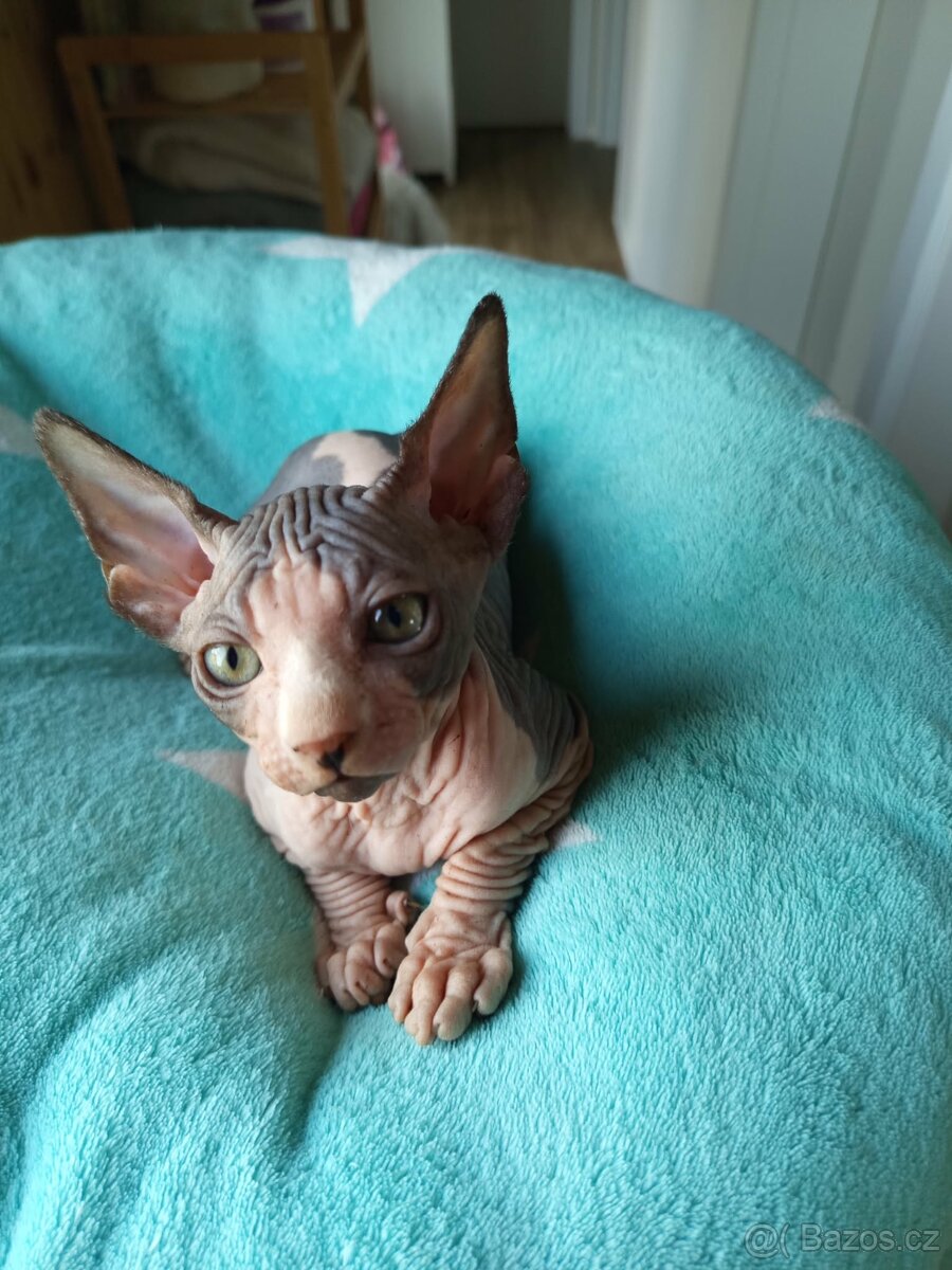 Sphynx koťátka - 2