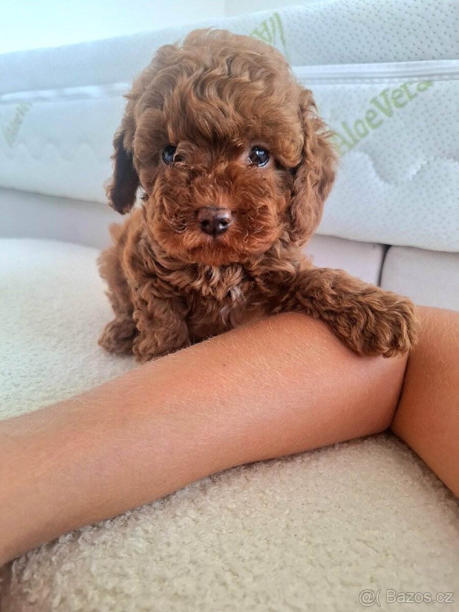 Cavapoo - 2
