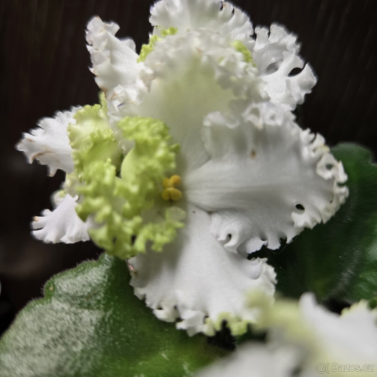 Fialka "curly" bílá - 2