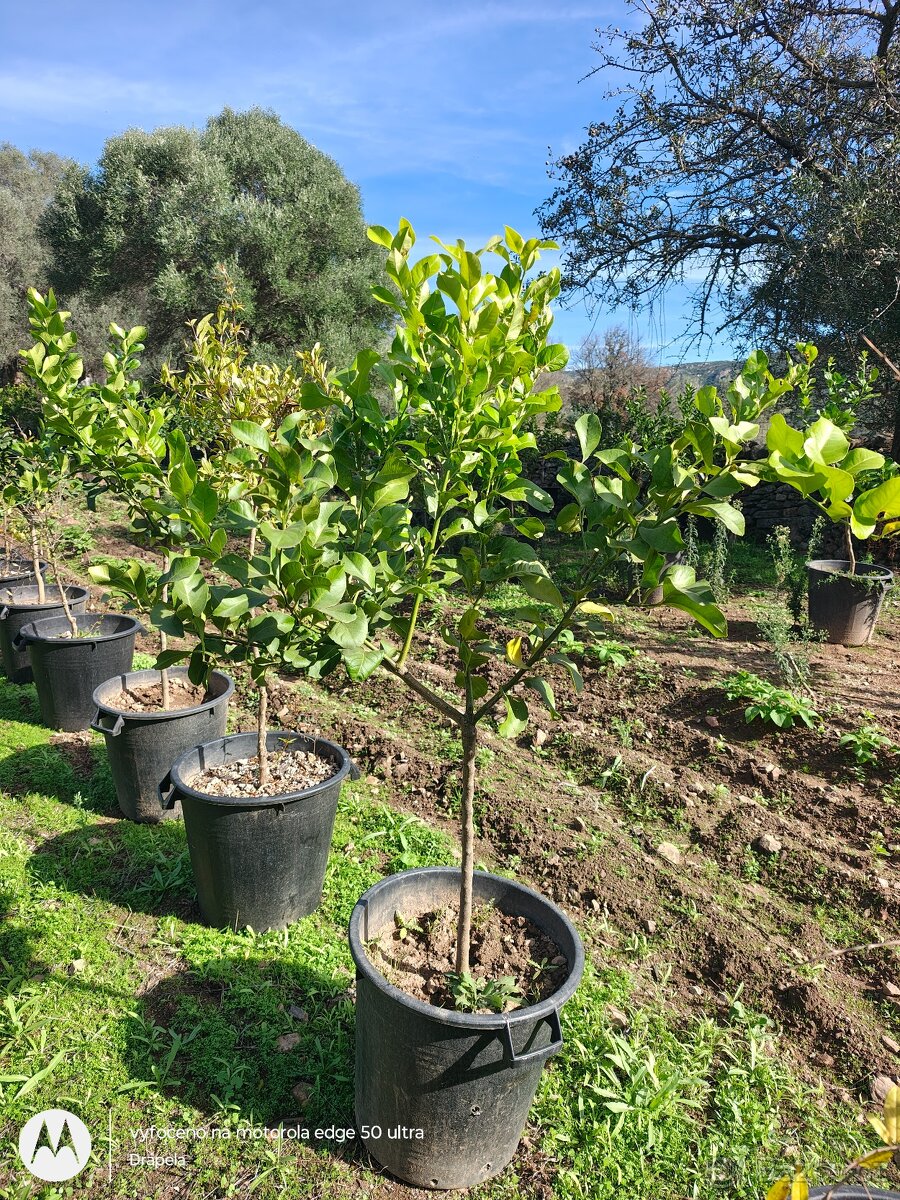 Citrusy v květináči, pomeranče, citróny, mandarinky - 2
