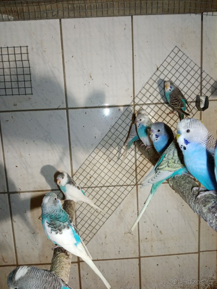 Andulka - andulky - 2