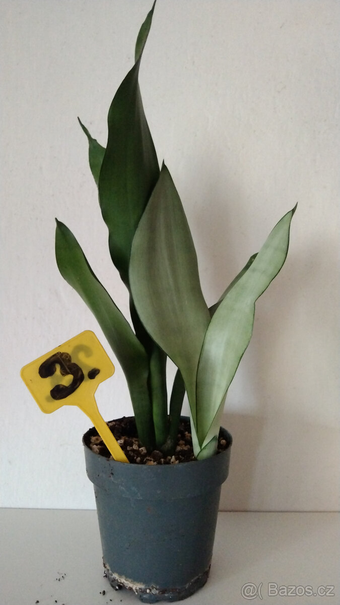 Tchýnin jazyk Sansevieria - různé druhy - 2