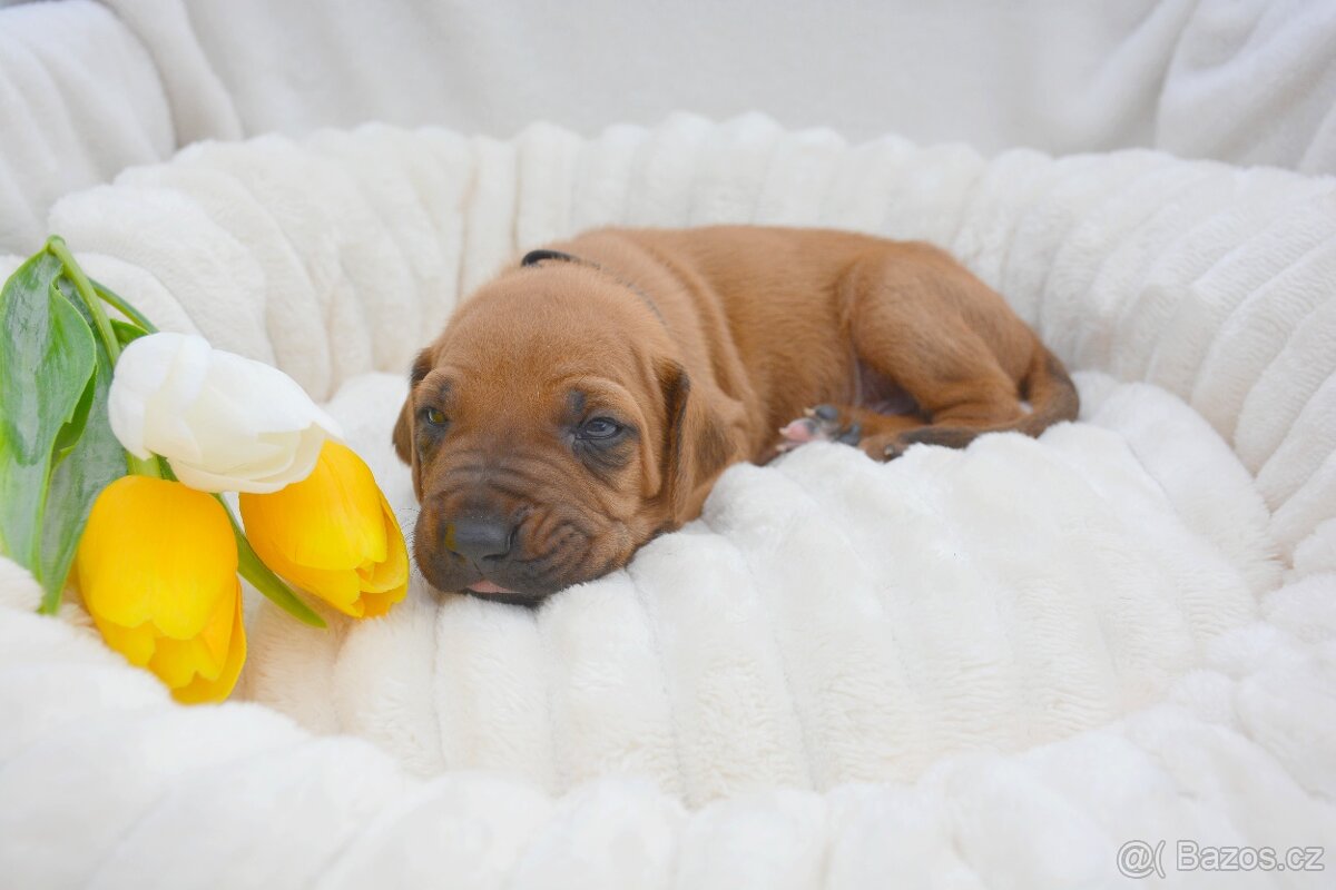 Štěně Rhodéský Ridgeback s PP - 2