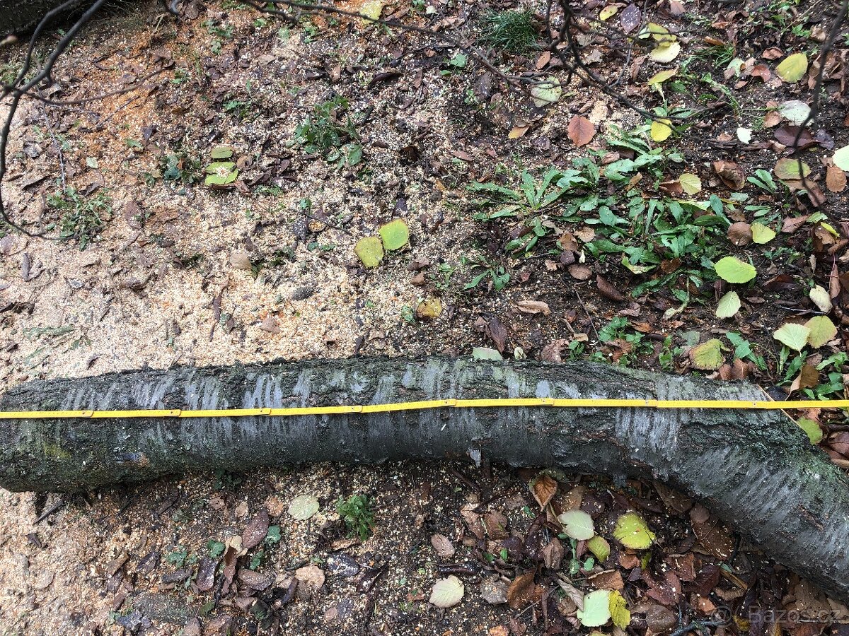 Prodám kmen třešně - vhodné pro řezbáře nebo stolaře - 2