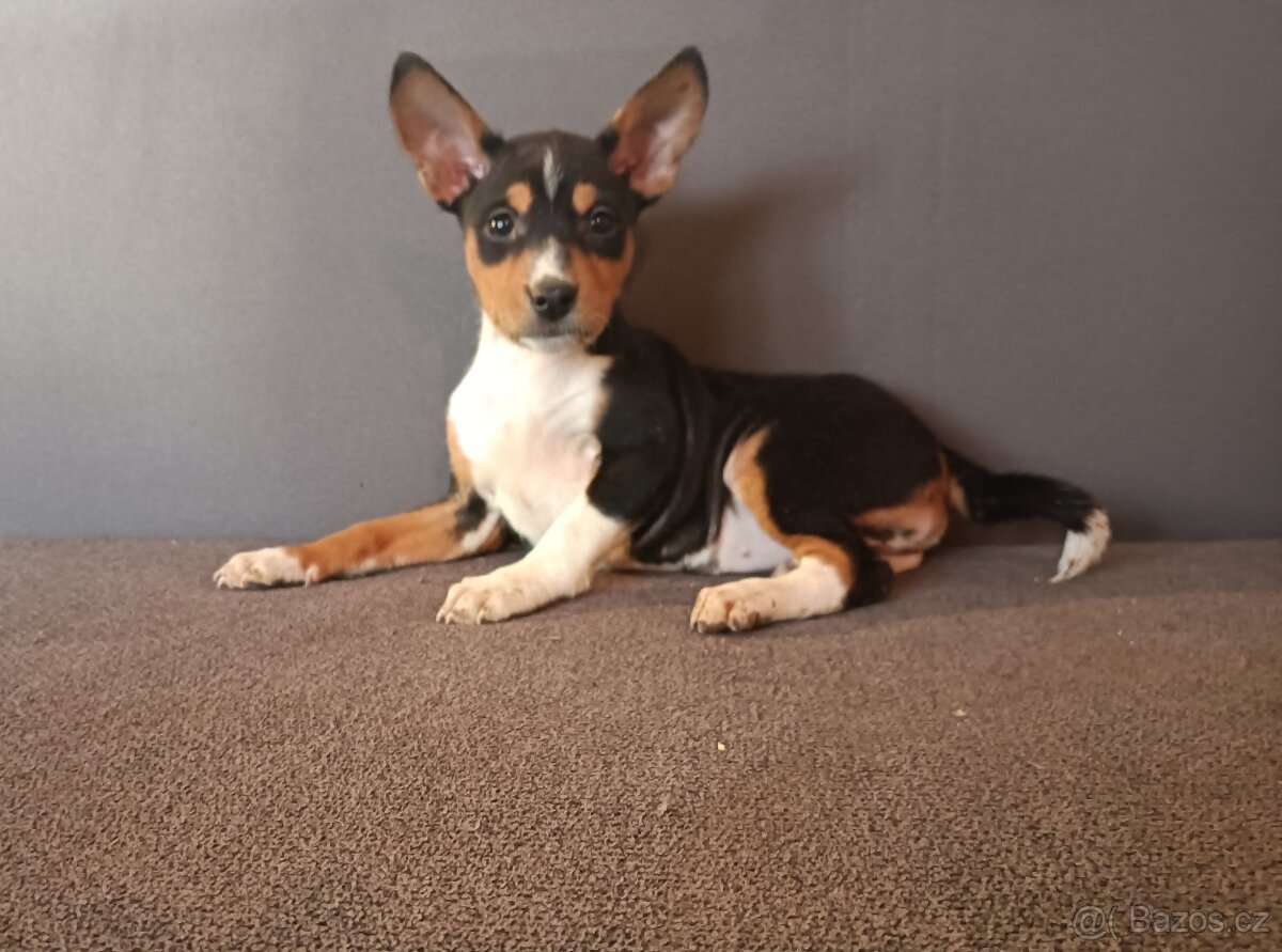 Basenji - štěňata bez pp - 2