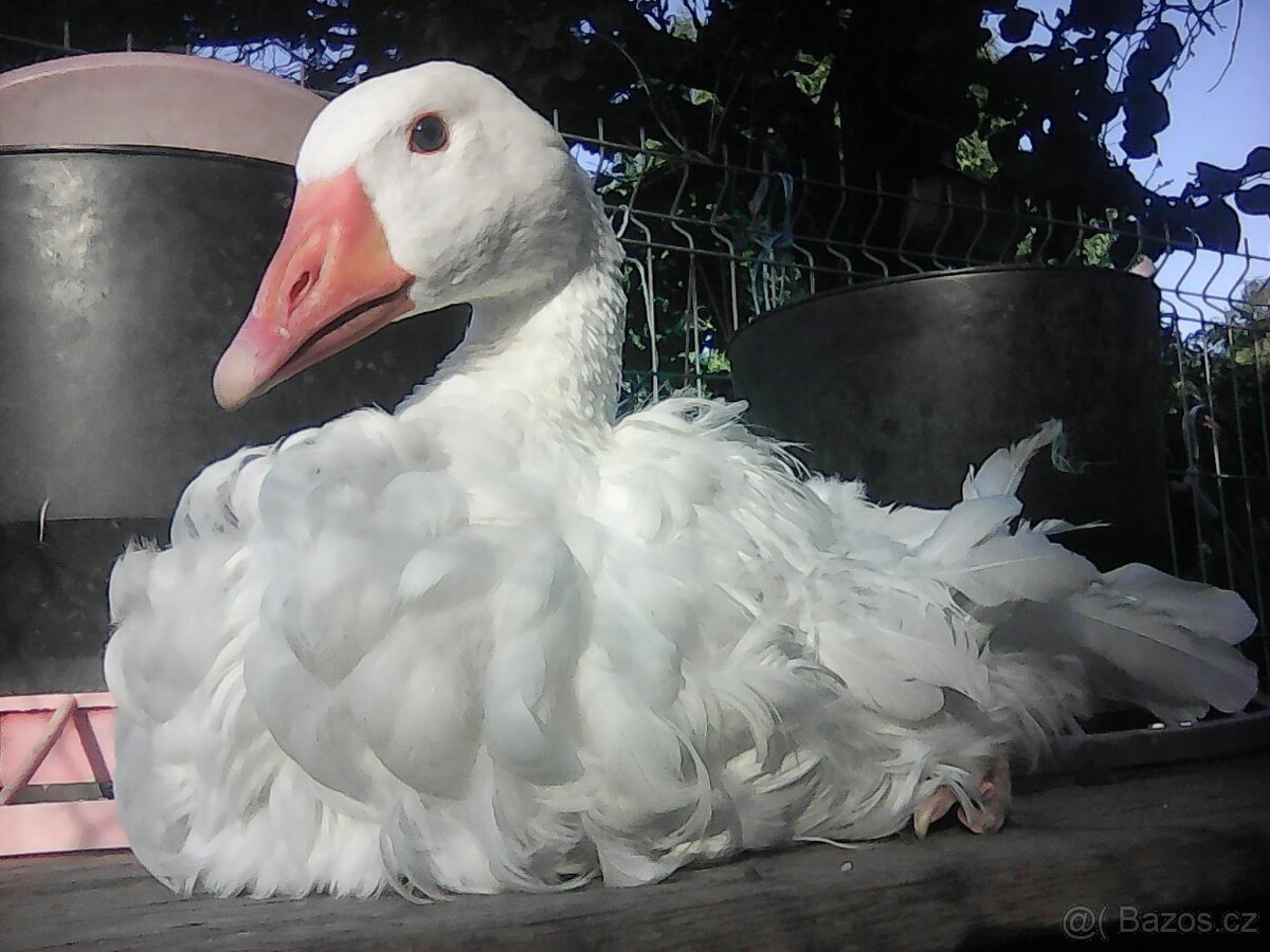 sebastopolska husa -kadeřavá - 2