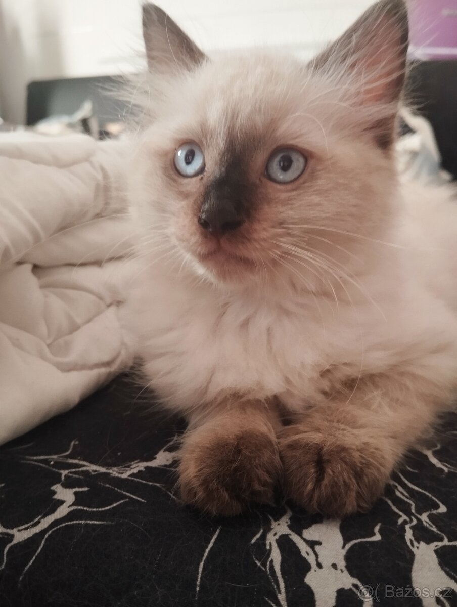 Prodám Ragdoll koťátka - 2