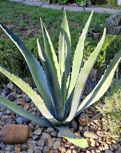 Aloe Vera - 2