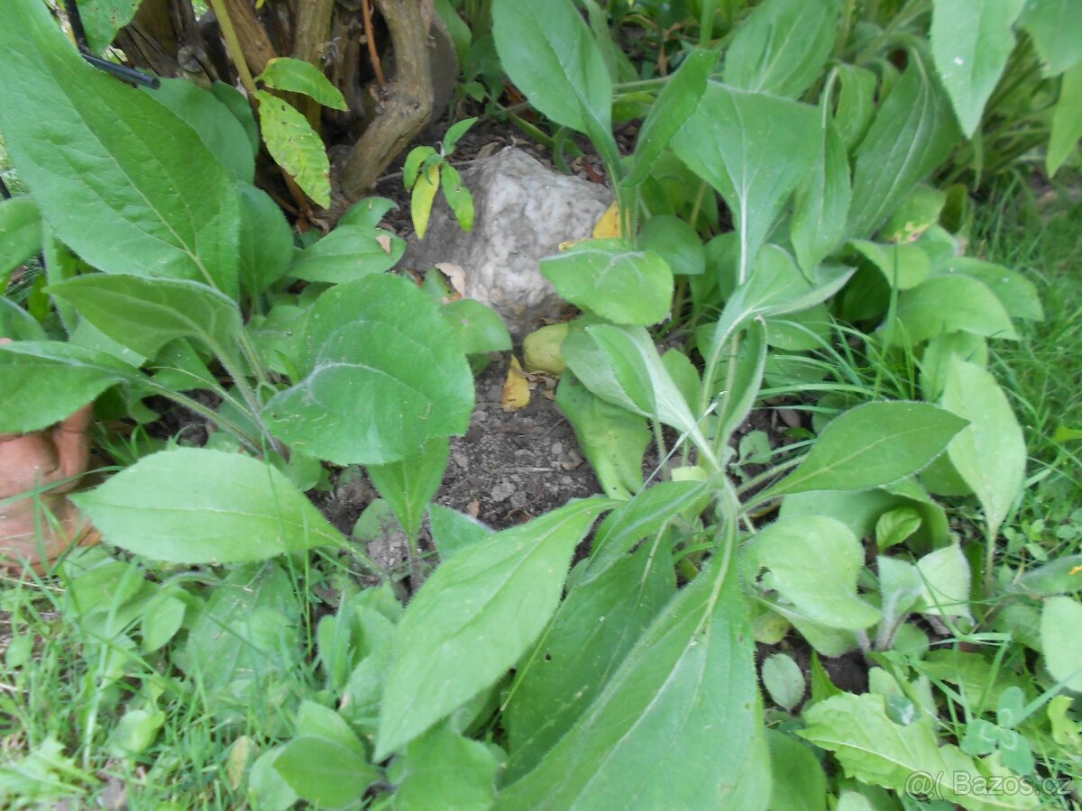 Rudbekie. - 2