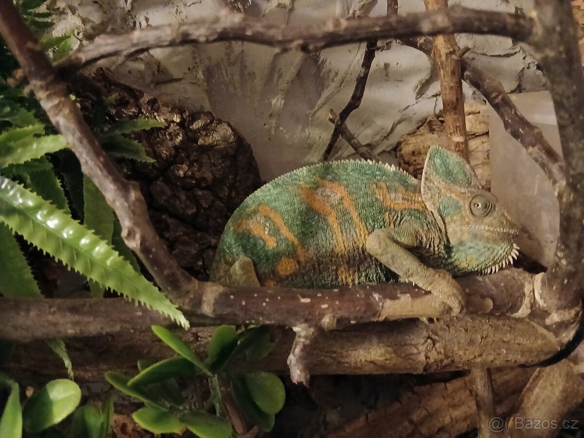 Pár chameleon jemenských - 2