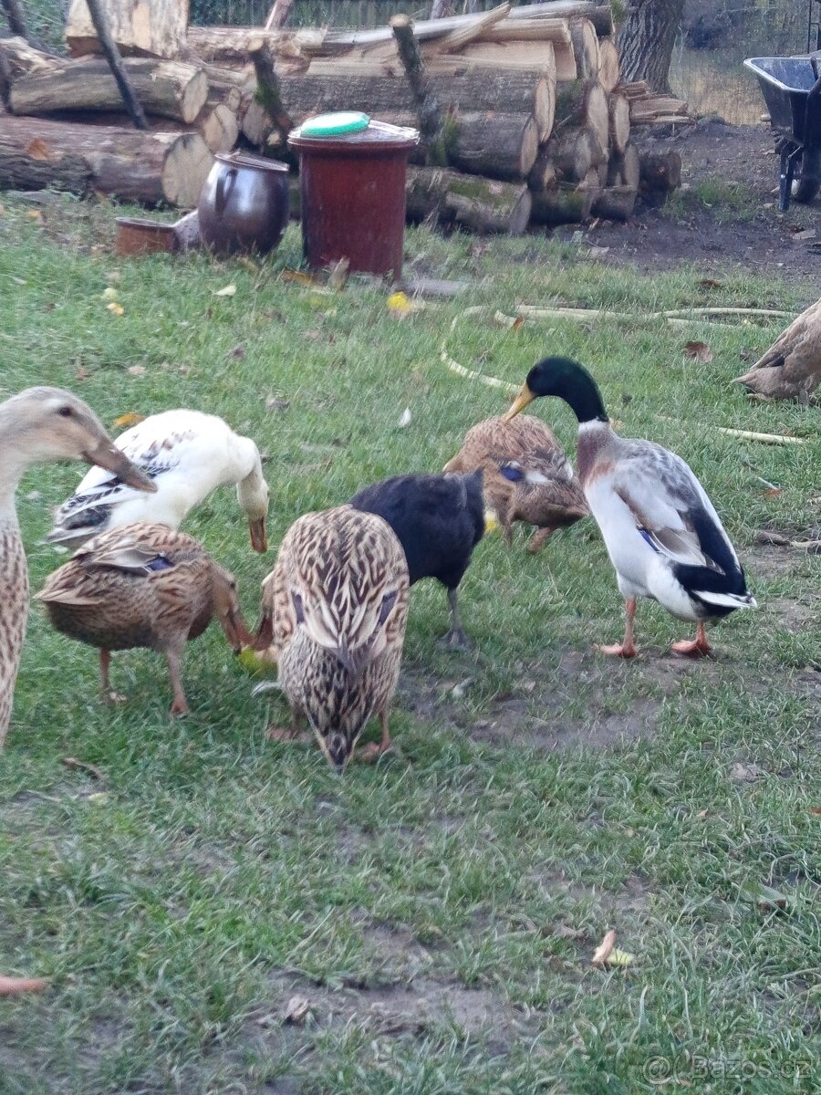 Indický běžec - 2