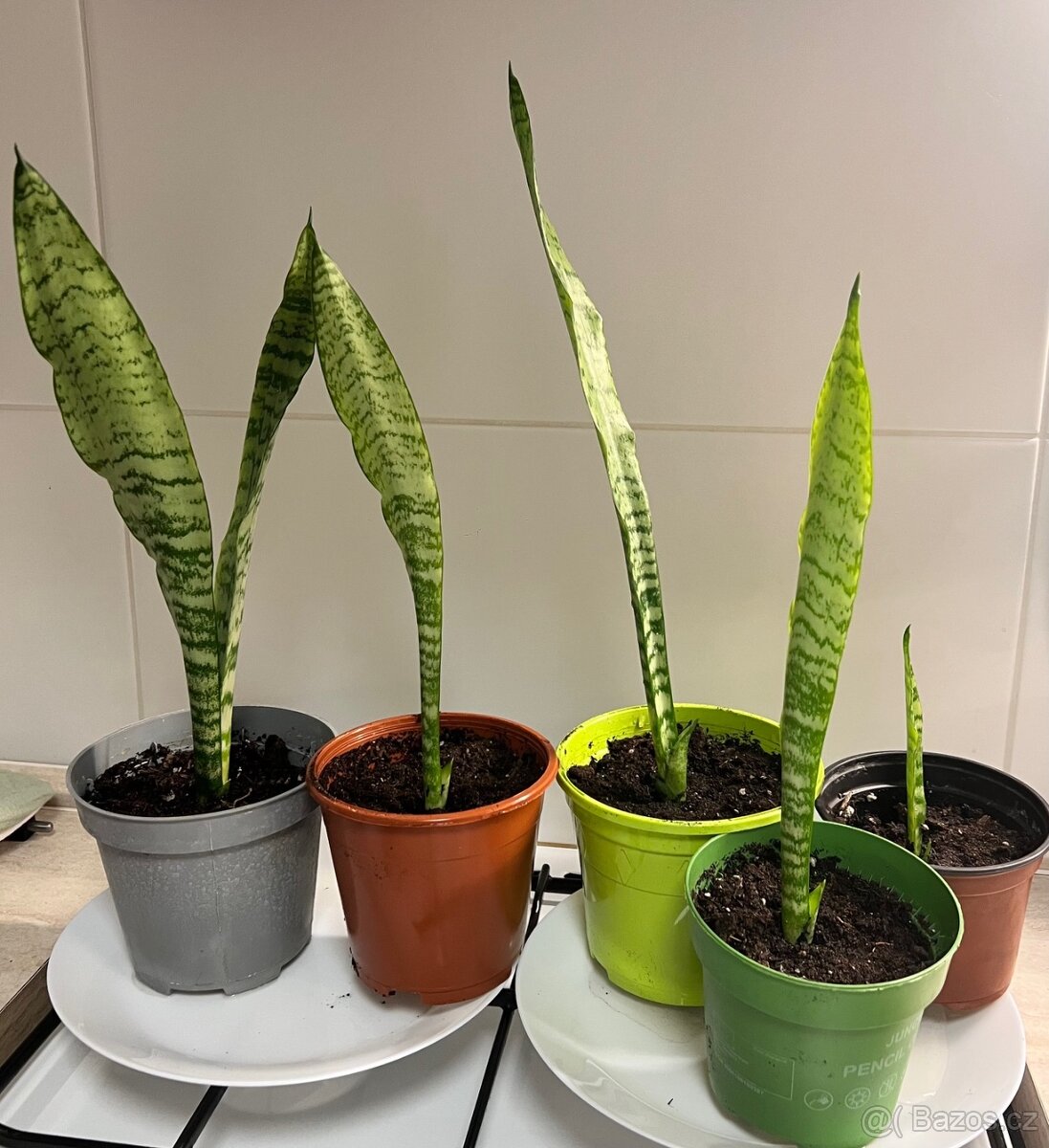Sansevieria Trifasciata (Tchynin jazyk) - 2