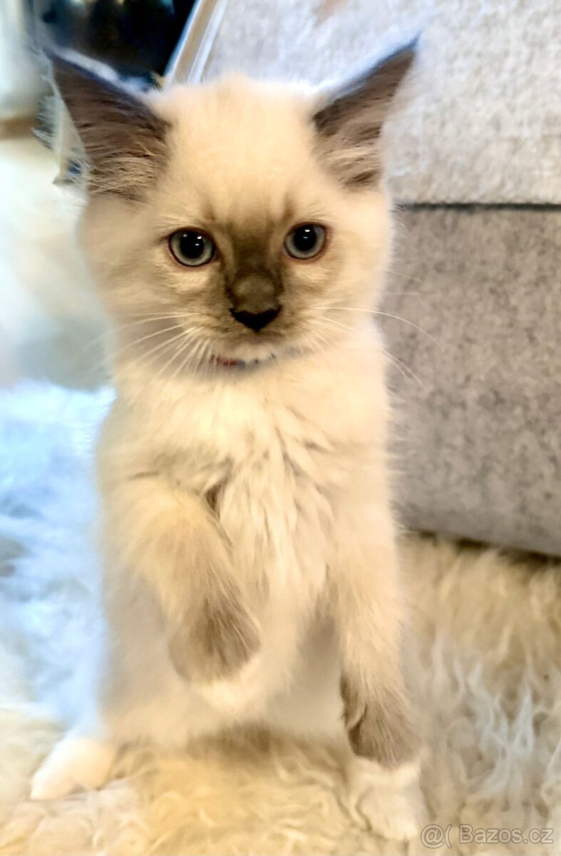 Ragdoll koťátka BEZ PP– 2 kocourci a 2 kočičky - 2