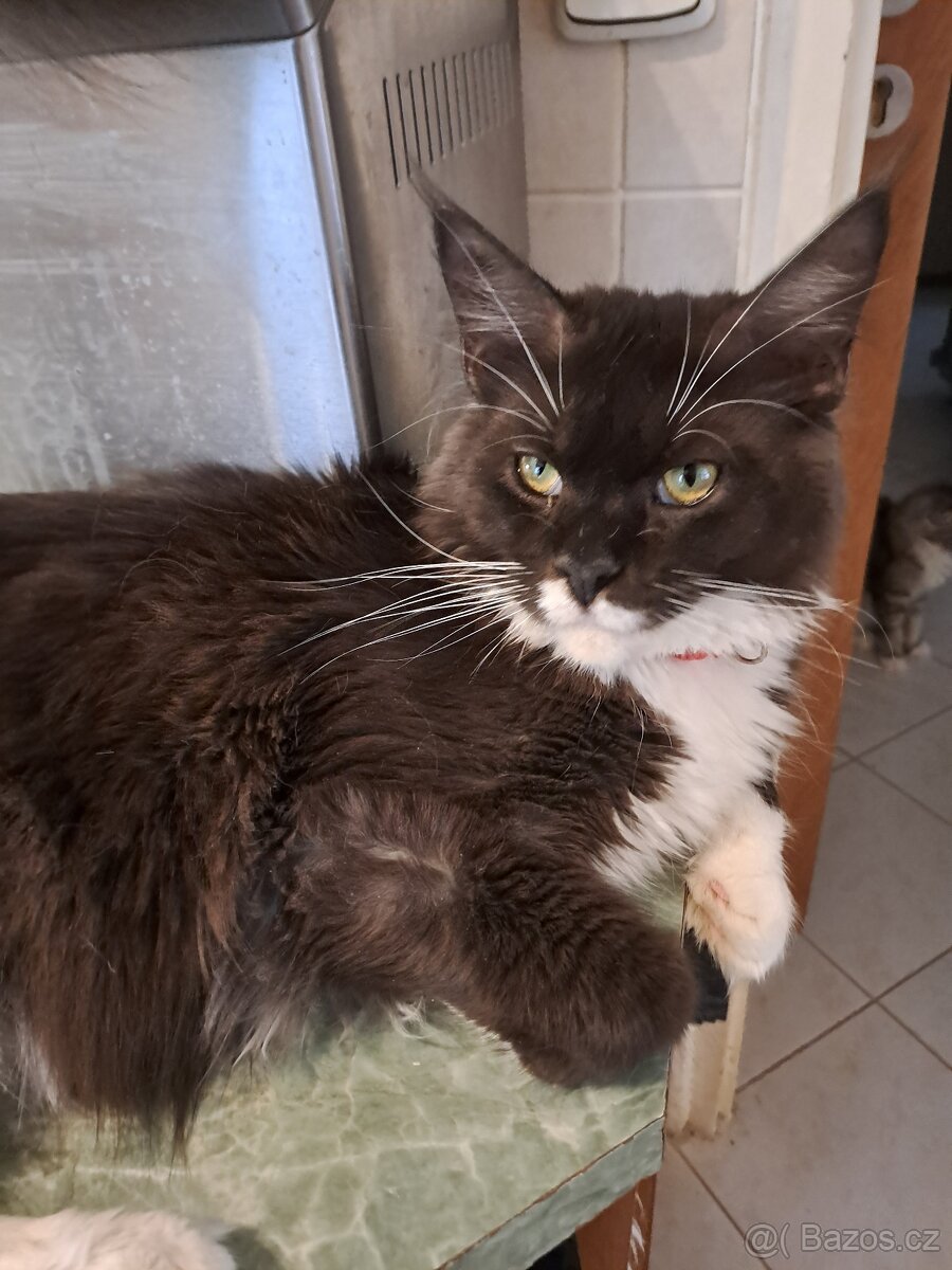 Mainská mývalí - 2