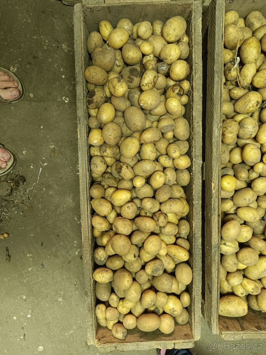 Krmné brambory - 2