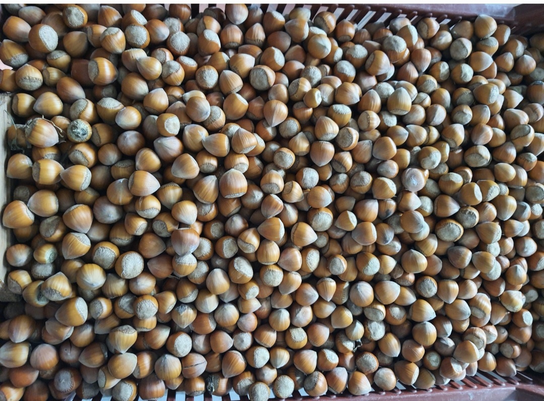 PRODEJ LÍSKOVÝCH OŘÍŠKŮ - 2