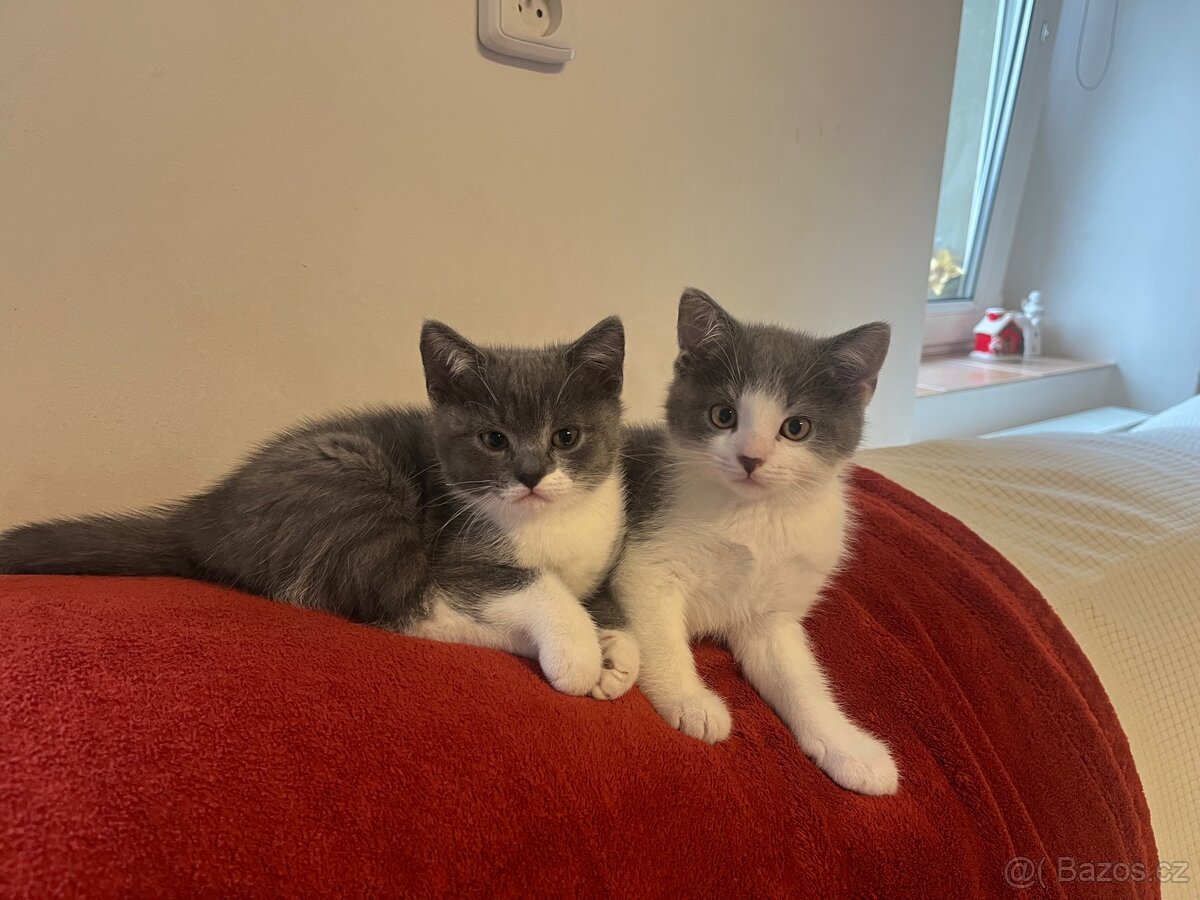 Britská modrá koťátka bicolor - 2