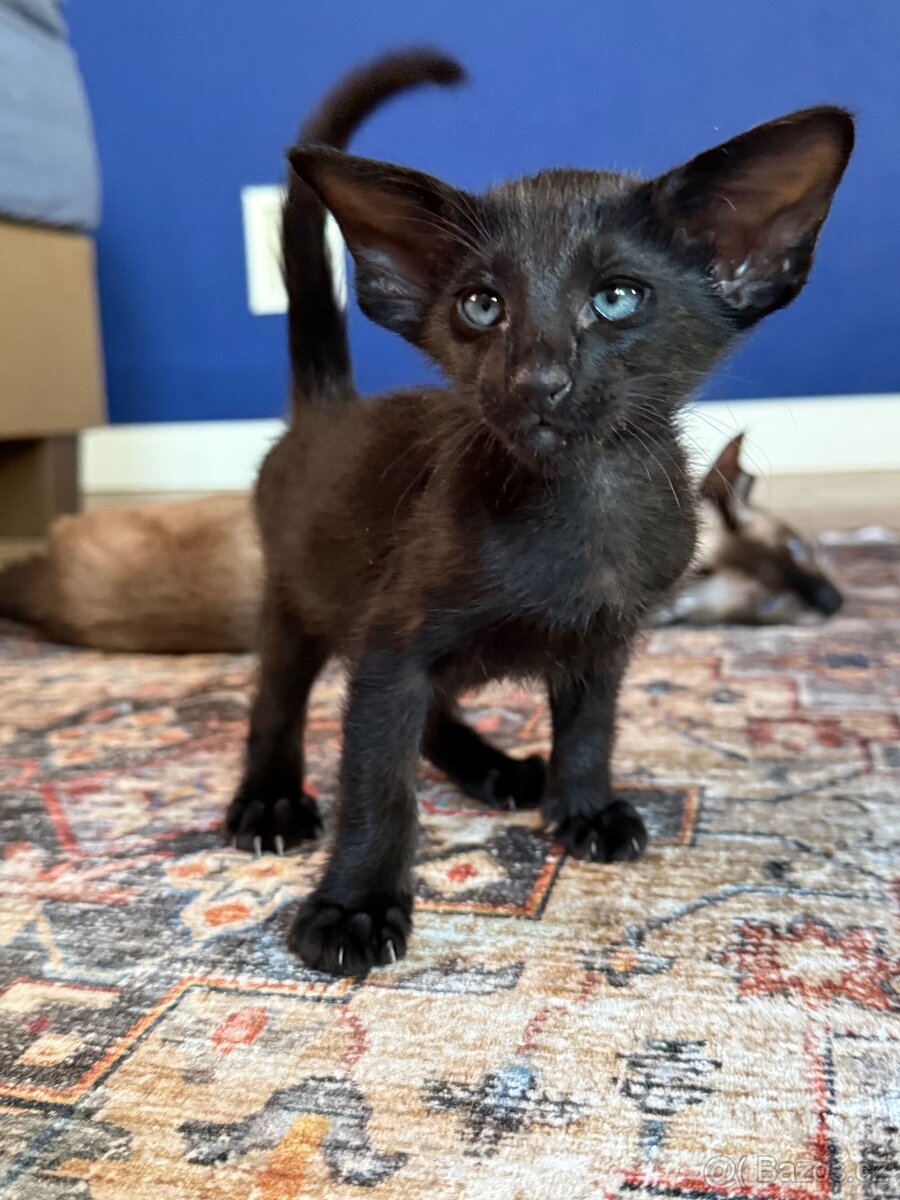 Orientální koťe Perseus Marbleficent s PP - 2