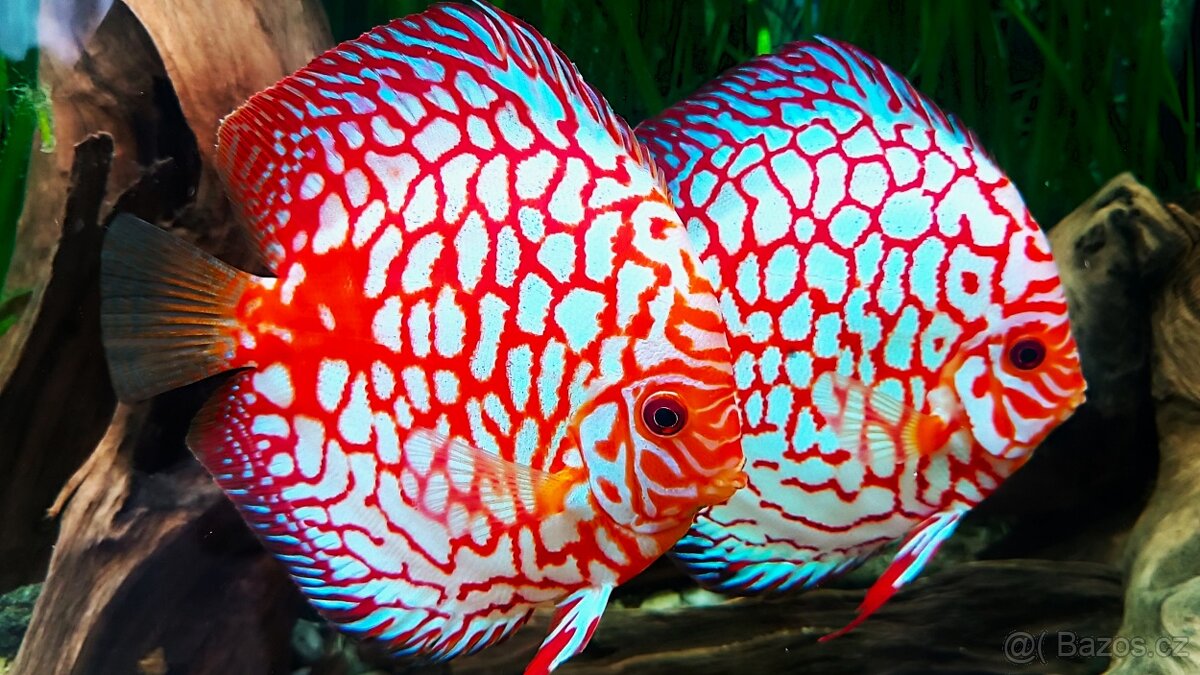 Tetra Discus Granules - granule pro terčovce - 2