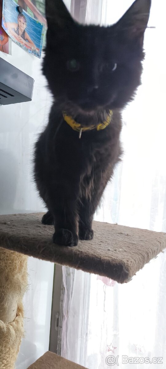 Mainská mývalí kočička s PP - 2