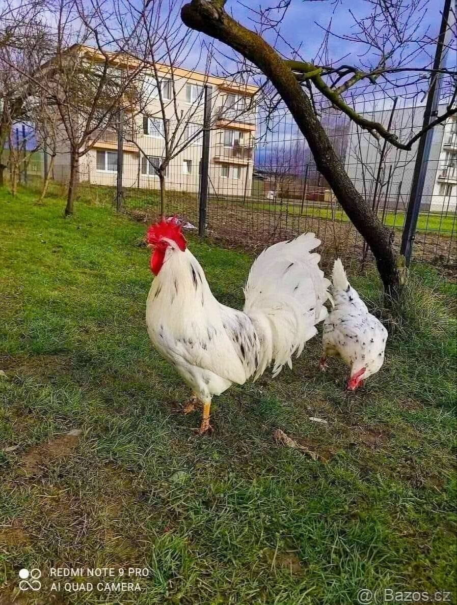 Vlaška exchequer NV - 2