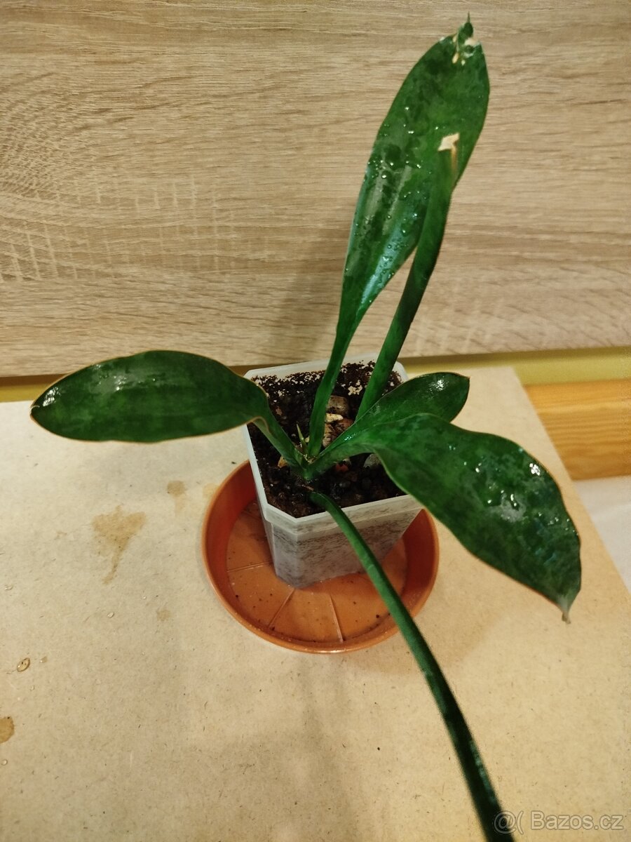 Sansevieria concinna - 2