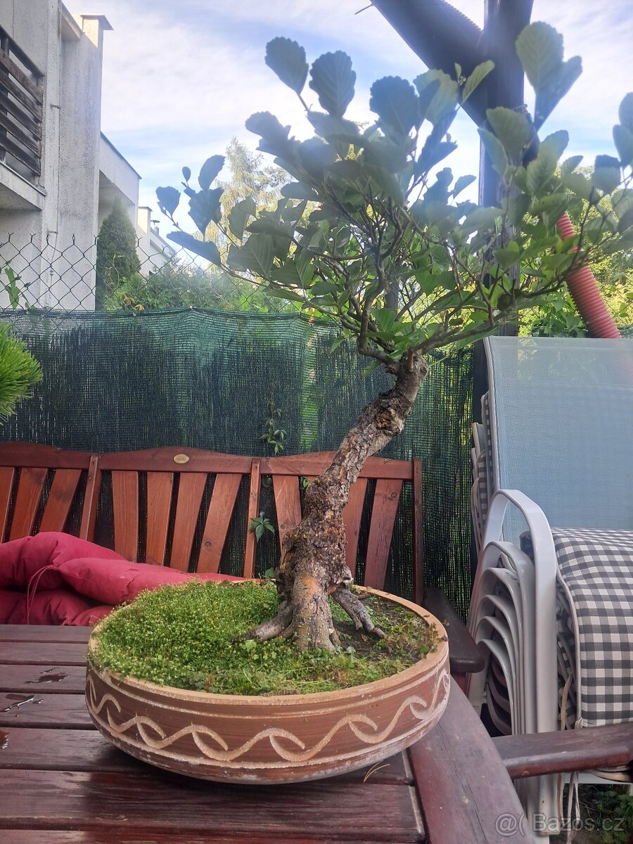 Bonsaj,bonsai - 2