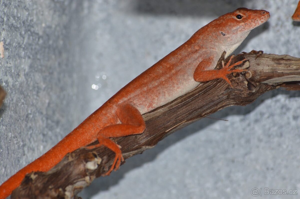 Anolis sergei RED - 2