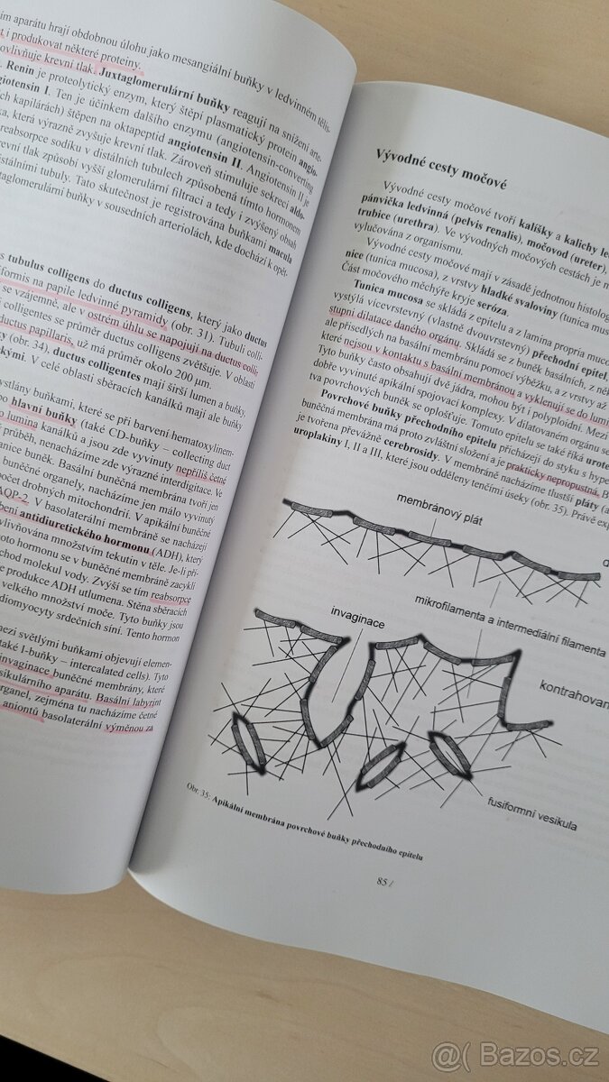 Lékařská histologie 2 - Konrádová - 2