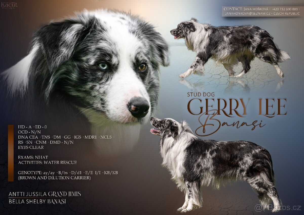 Krycí pes border kolie s PP FCI, nabídka krytí - 2