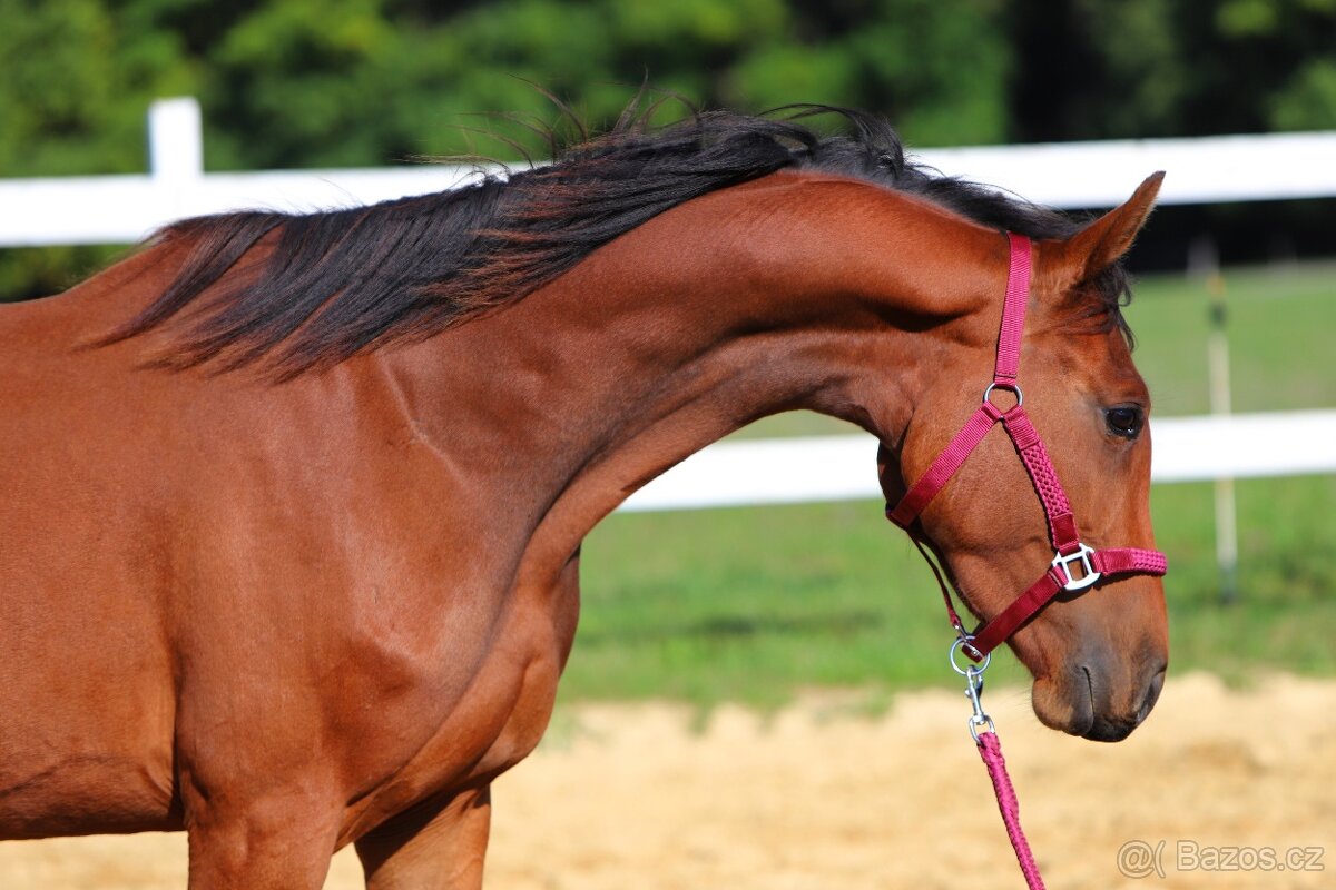 ____Klisna český teplokrevník___ - 2