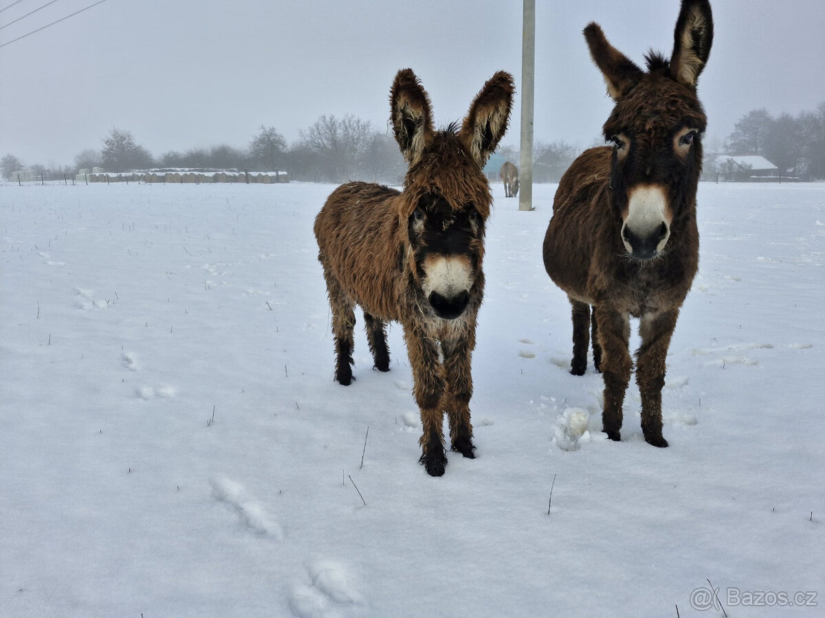 Oslík 7 měsíců - 2
