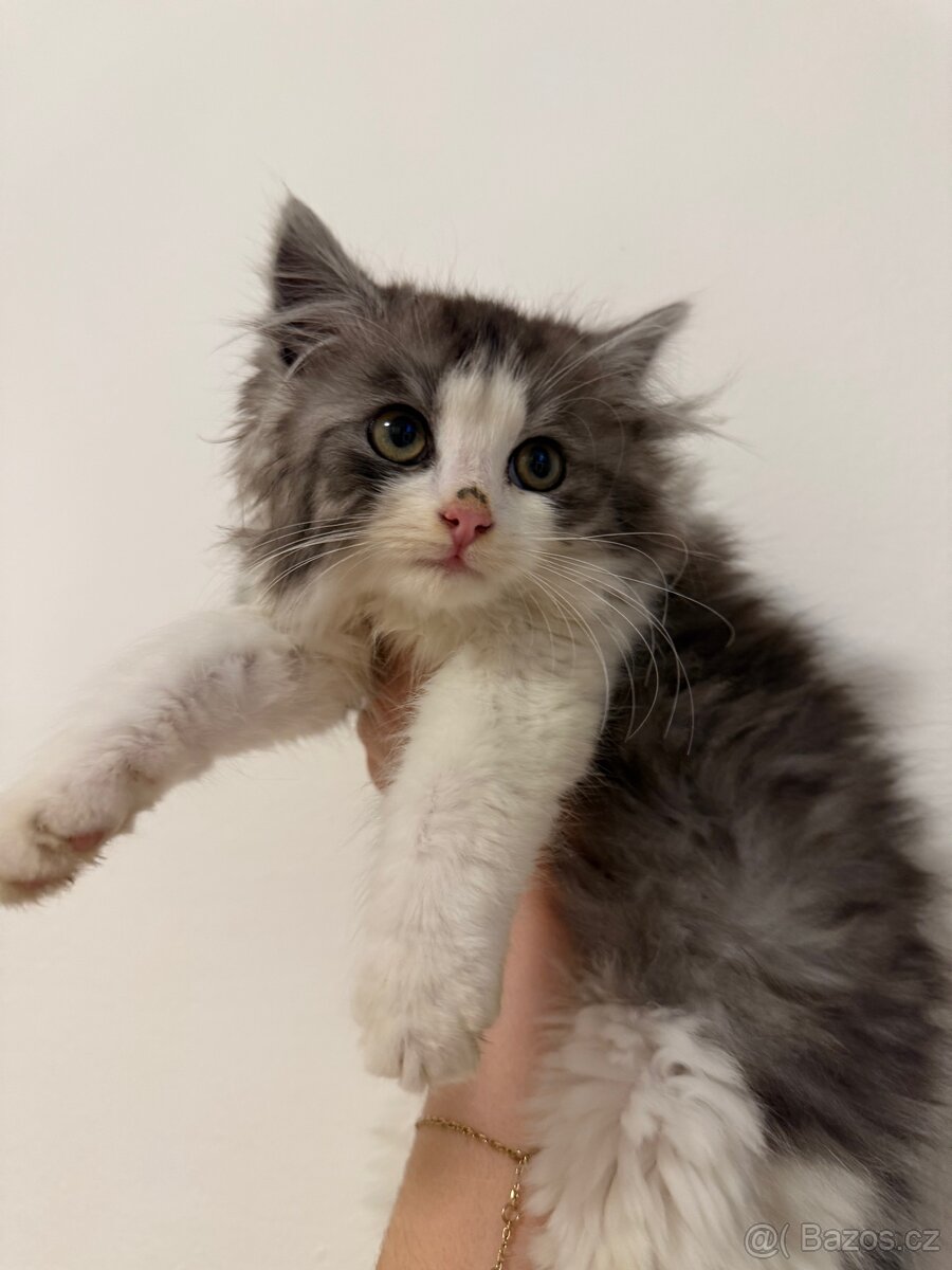 Mainská mývalí - 2