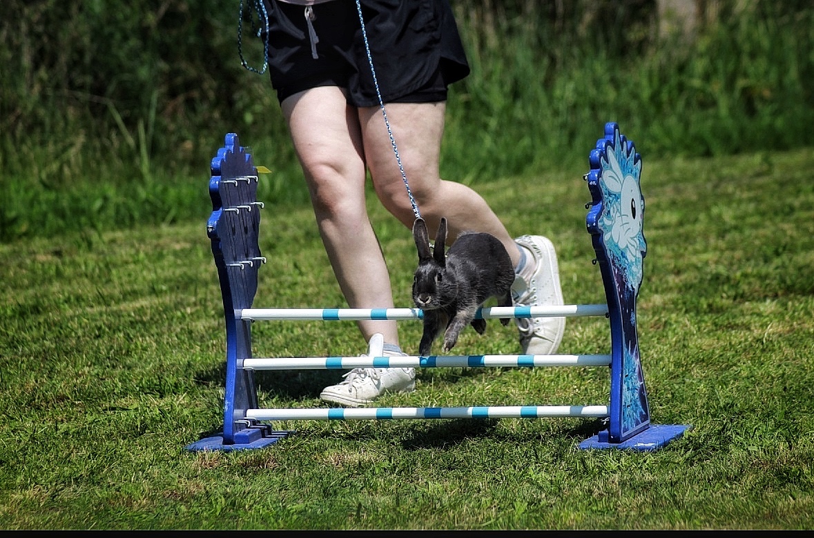 Zakrslý králík s pp - Simba - 2