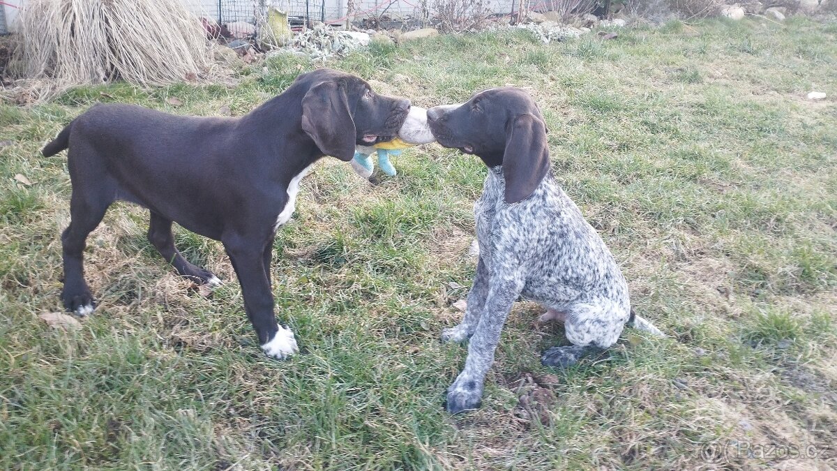 štěňata NKO psi - 2