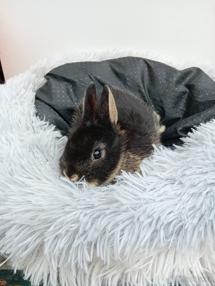 Zakrslý králíček Ch1 - 2
