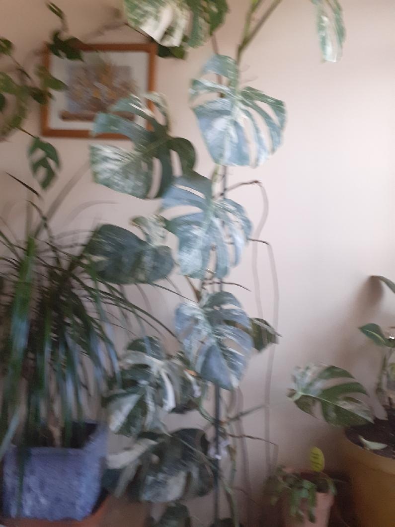 velká monstera alba - 2