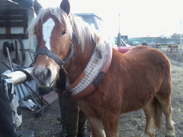 2letý hřebeček s PP - 2