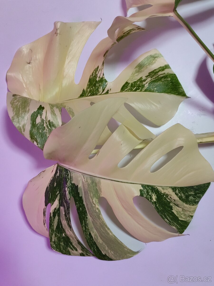 Monstera albo - 2