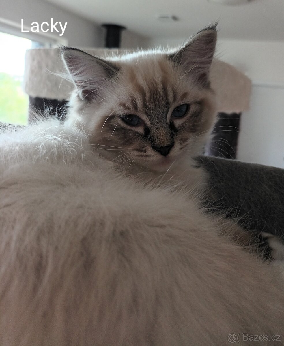 Koťátka ragdoll s PP - 2