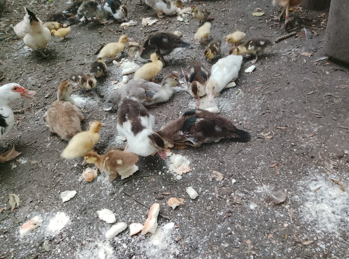 Kachny a kachňata pižmové - 2