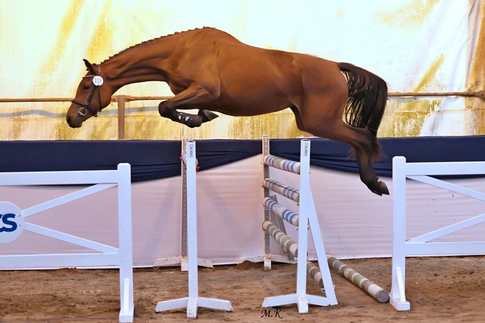 Tříletá oldenburská klisna na prodej - 2