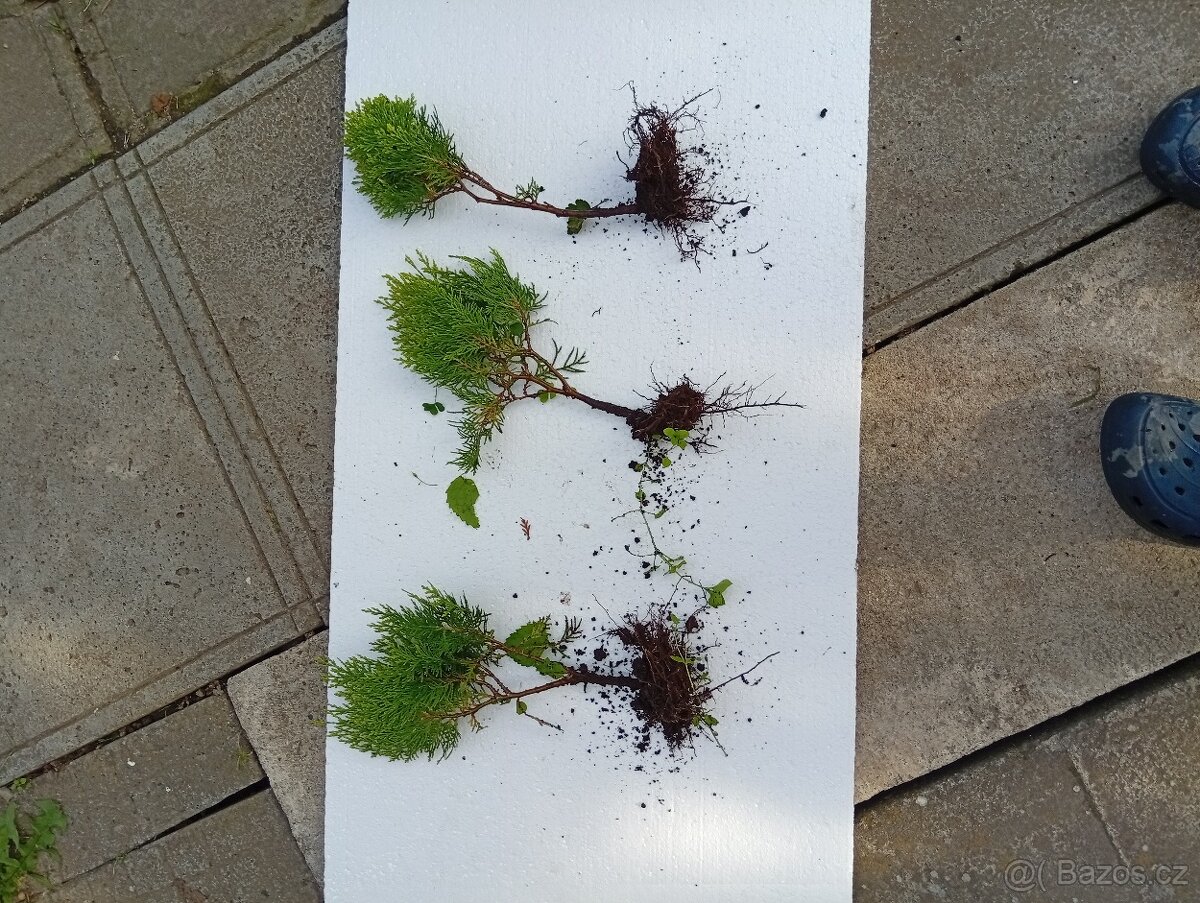 Thuje,rybíz keřový,kroucenou vrbu, japonské Sasanky,okrasnou - 2