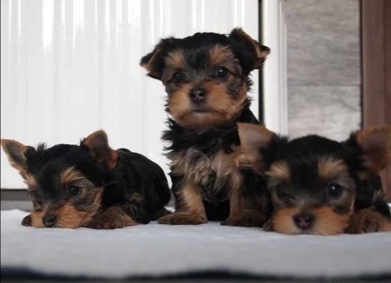 Jorkširsky teriér yorkshire teriér - 2