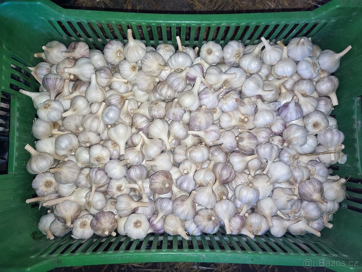 Prodej malého česneku - 2