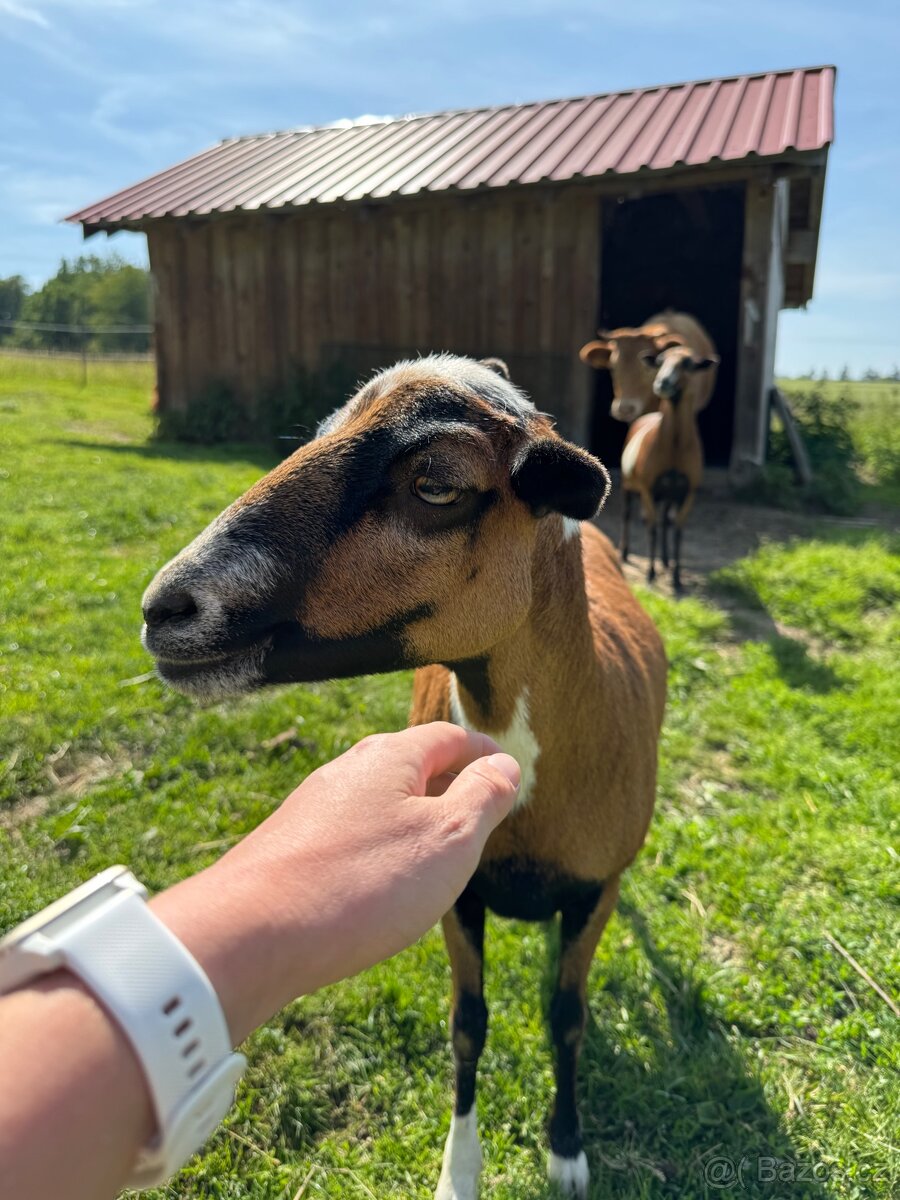 Kamerunské ovce - 2